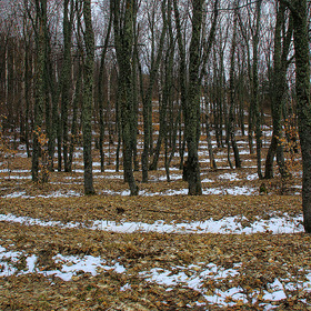 Апрельский крымский лес