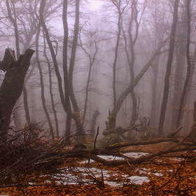 Туманный крымский лес