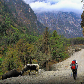 Дорога в Гималаях