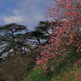 Весна в Никитском ботаническом саду