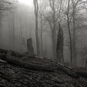 Туманный горный лес