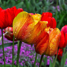 Тюльпаны ботанического сада КФУ