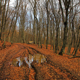 Осенний крымский лес
